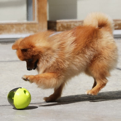 Can toys improve a dog's intelligence?