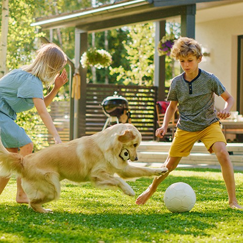 What is the best game to play with dogs