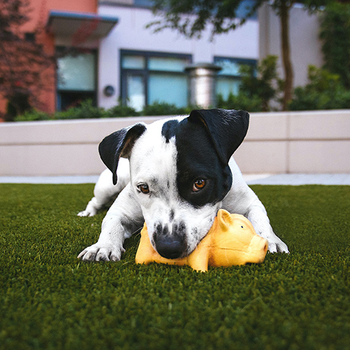 Choosing a best toy for your furry friends