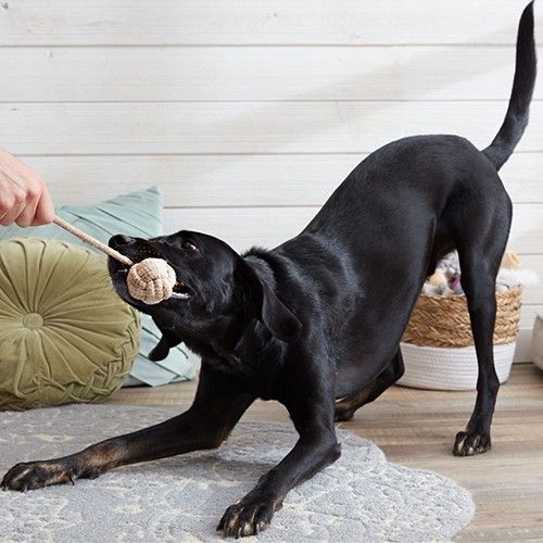 How to consume the dog's vigorous energy at home?